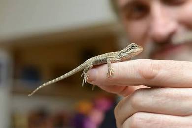 bearded dragon