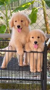 Golden retriever High Quality Female
