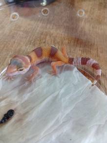 Leopard Gecko 