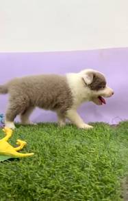 Border collie Lalic color male