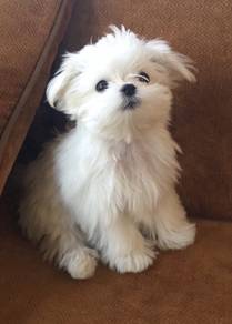 N7512 Fluffy Maltese Marshallow Puppy Puppy