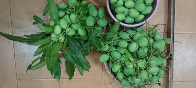 Mangga untuk dijual
