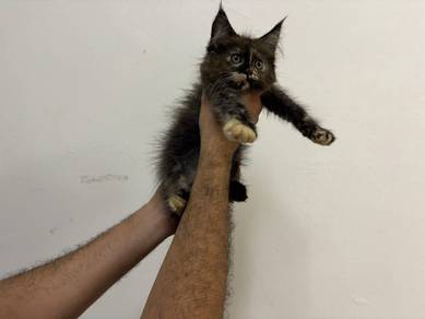 mainecoon kitten female non cert