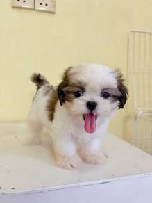 Shih Tzu