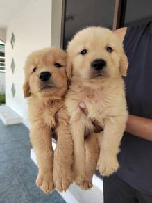 Golden retriever male female