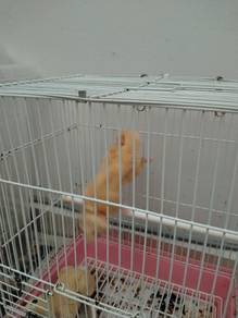 Albino Sugar Glider