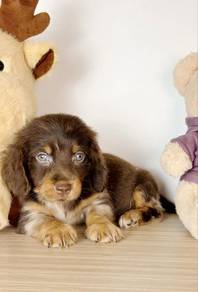Dachshund Male Puppy Available