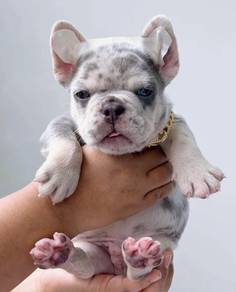 FRENCH BULLDOG PUPPIES VIP185🌻Cute & Healthy Boy
