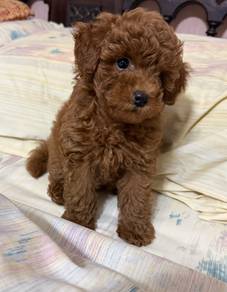 B8577 Silky Poodle Teddy Bear Face Puppy Baby Pupp