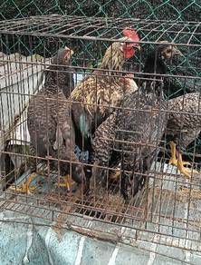 ayam kampung 