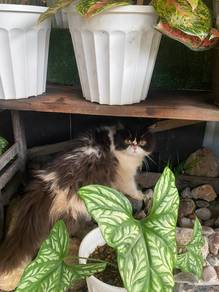 Persian Type Flat Face Jantan Untuk Dijual 🐱