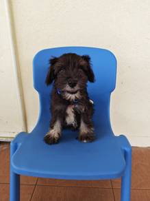 Black & Silver Mini Pinscher Male Puppy 2008C