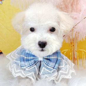 Poodle