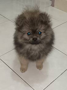 Pomeranian