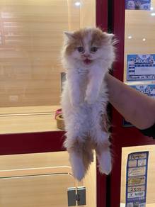Persian