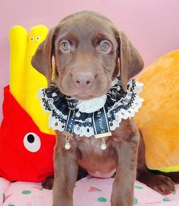 Labrador Retriever