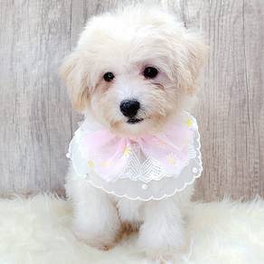 Maltipoo