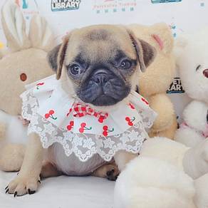 Pug