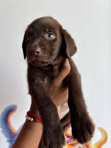 labrador retriever chocolate colour, 
