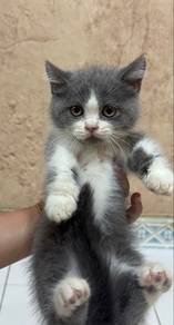 Ss Munchkin