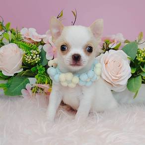 Chiwawa