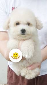 PP200 White Tiny Poodle female #MKA puppies
