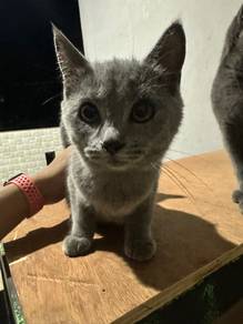British short hair (kitten 3 month female)