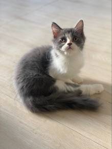 Persian putih kelabu