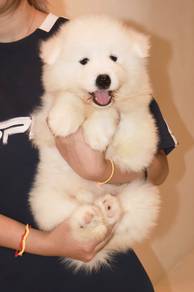 J0750 Samoyed smiling dog puppy