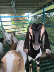 kambing jamnapari