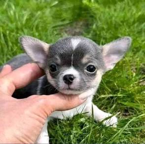 Chihuahua g