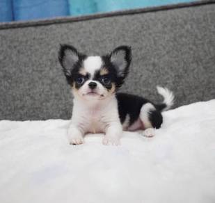 CHIHUAHUA PUPPIES VIP49🌷Head Apple Bonnie Dog