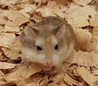 Agouti Roborovski Hamster