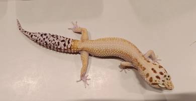 Leopard Gecko
