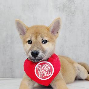 Shiba