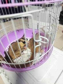 Sugar glider sepasang + 2 sangkar
