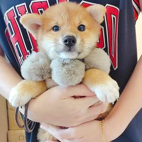 Shiba