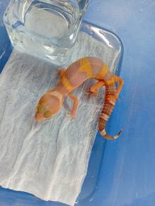 Leopard Gecko