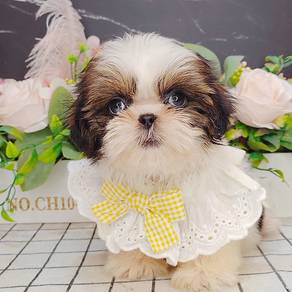 Shih Tzu