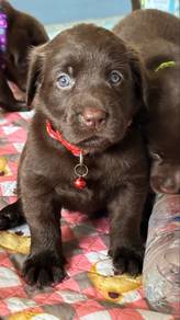Labrador Retriever Male Female Puppy 1