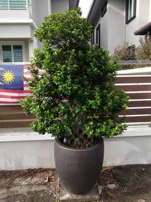 Pasu 