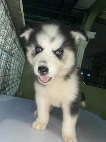 Blue eyes cutie husky
