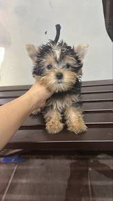 Yorkshire Terrier Female Puppy HF-2