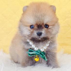 Pomeranian