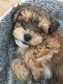 Magic-tailed Maltipoo tiny cute fluffy companian p