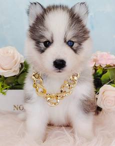 Wooly Husky