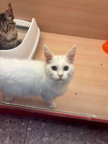 Mainecoon Cat