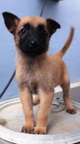 Belgian Malinois 
