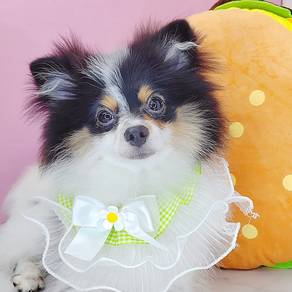 Pomeranian
