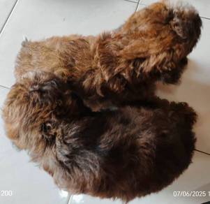  Sitiawan, Perak – Now open for reservations! Stunning VIP-quality pup